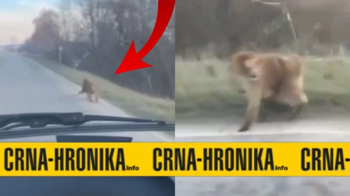 Na bh. magistrali - Majmuni na putu, doslovno!