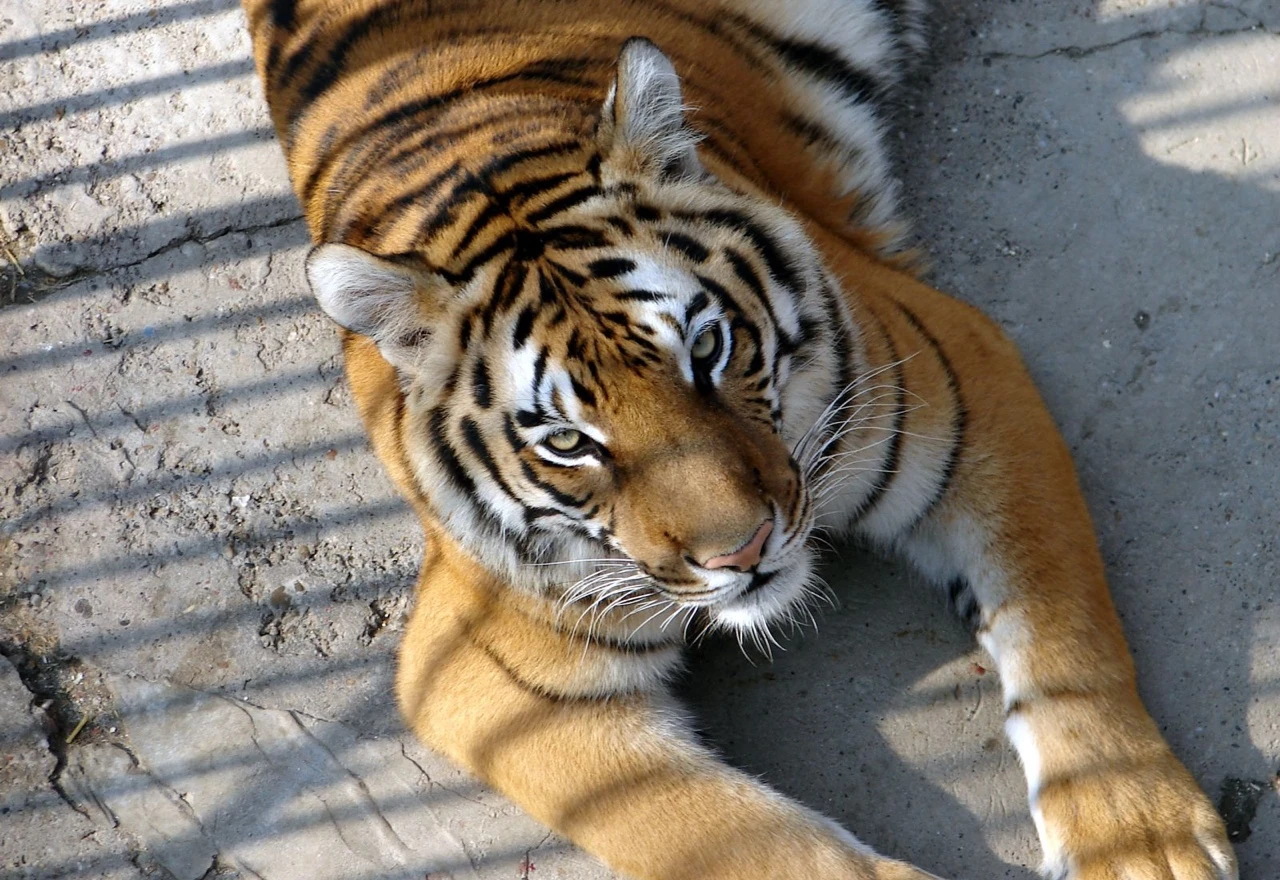 Zaustavili vozilo zbog prekršaja pa u njemu pronašli tigra