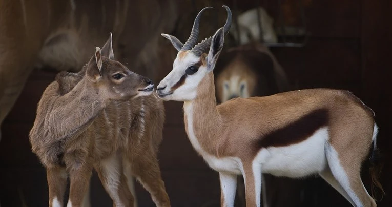 Antilope pobjegle tijekom cirkuse predstave
