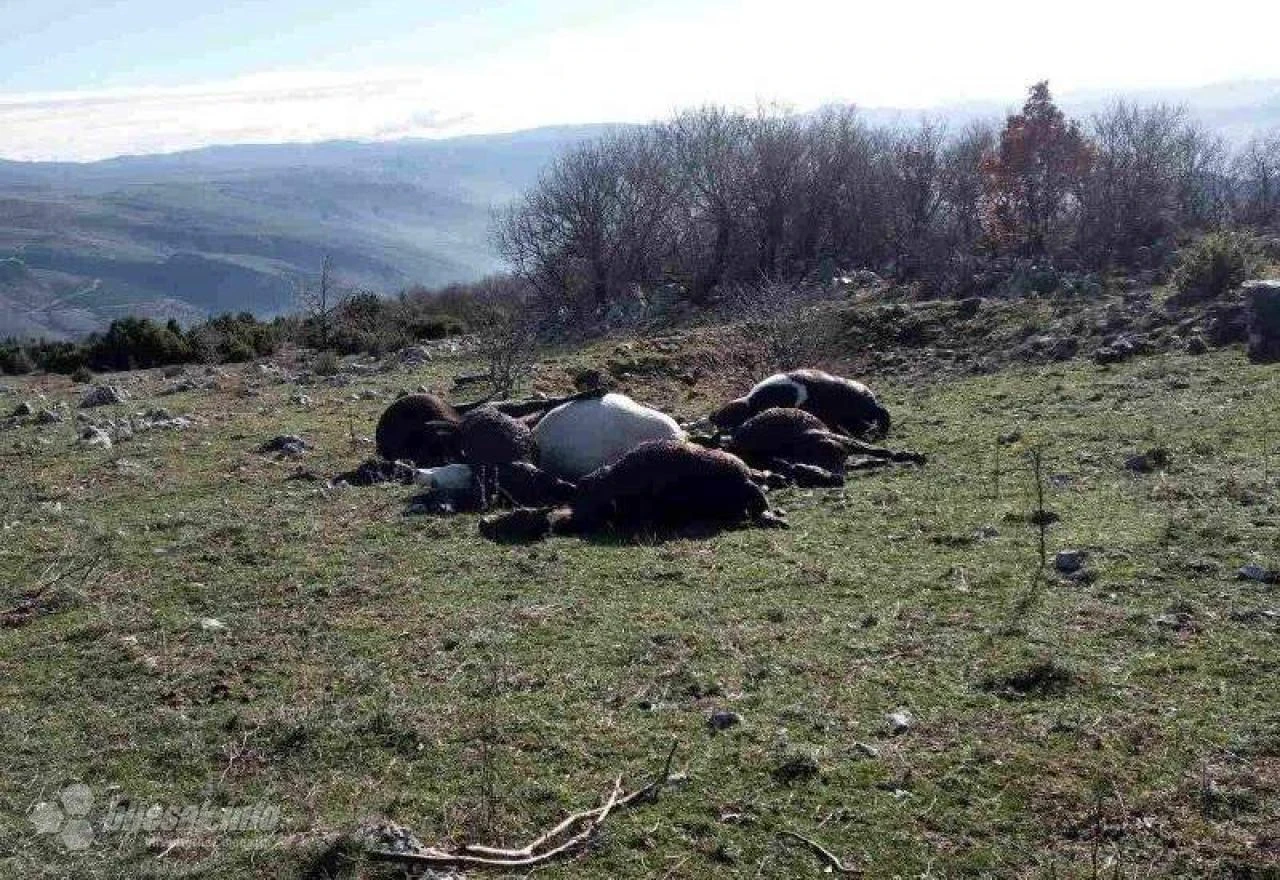 Planinica: Grom ubio šest konja