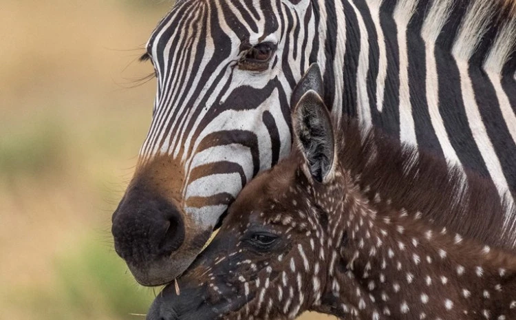 Zebra neobičnog krzna