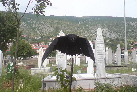 Koristi vrana u gradovima