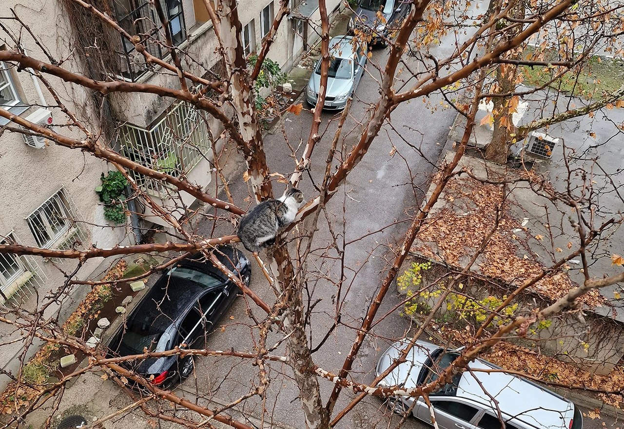 Mostar: Stanari traže nekoga da spasi mačku s drveta