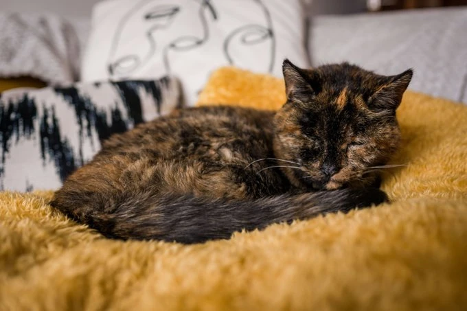 Flossie - ima 120 ljudskih godina a nadživjela je čak dva svoja vlasnika