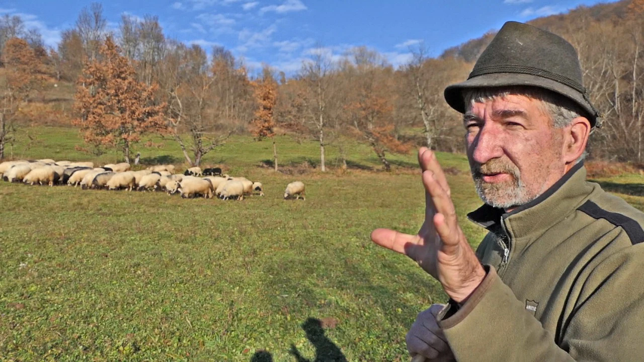 VIDEO: Uzgajaš i hraniš svoje ovce, a 40 maraka kila janjetine