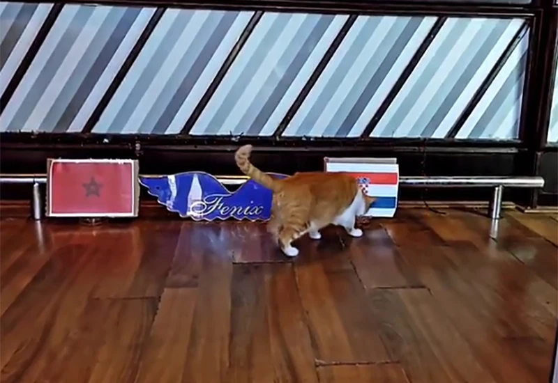VIDEO | Mostar: Mačak Garfield izabrao Hrvatsku