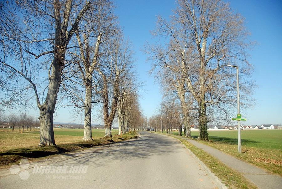Dokazano: Više drveća, manje bolesti