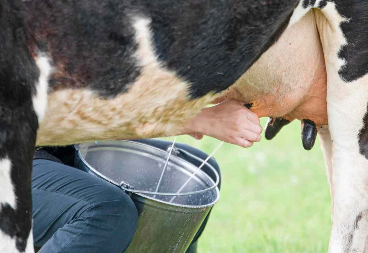 VIDEO | Farmeri na mukama: U BiH se ne isplati proizvoditi mlijeko