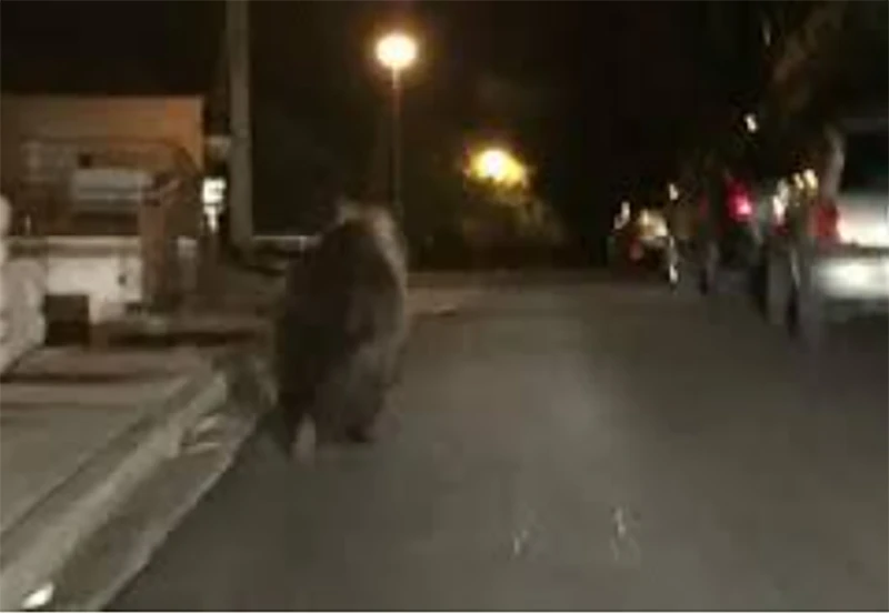 VIDEO | Medvjed prošetao ulicama Kupresa