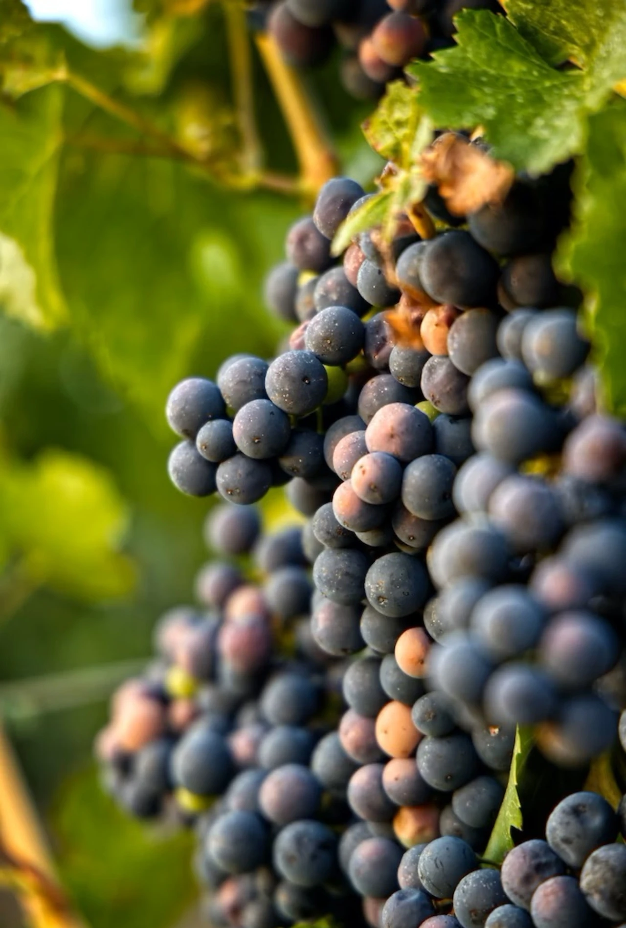 VIDEO | Hercegovački vinogradari ne pamte težu godinu
