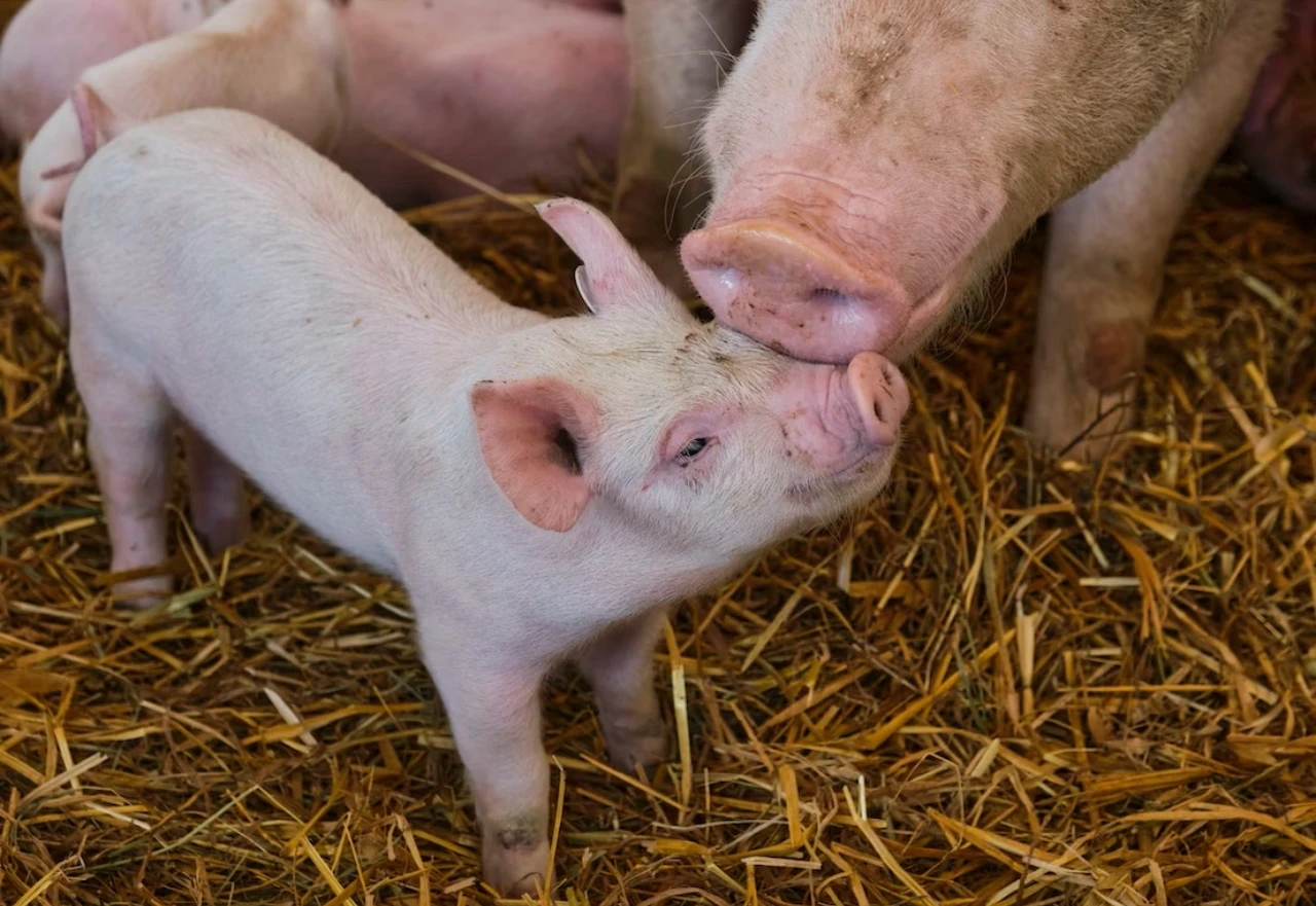 Farmeri očajni: Eutanazija za još 1.400 svinja