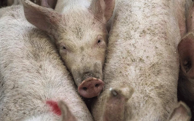 Milijunske štete od afričke kuge svinja, panika među farmerima