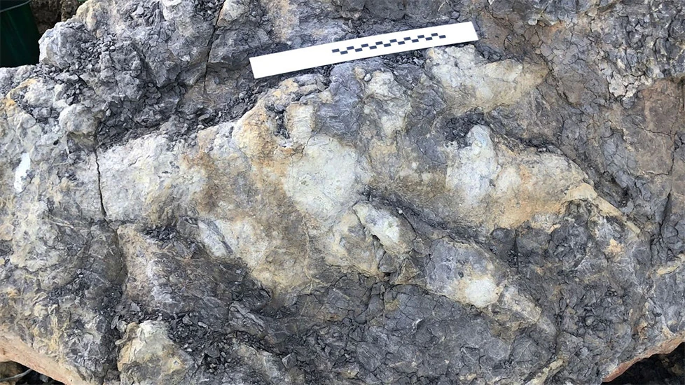 Otkriven ogroman otisak stopala dinosaura