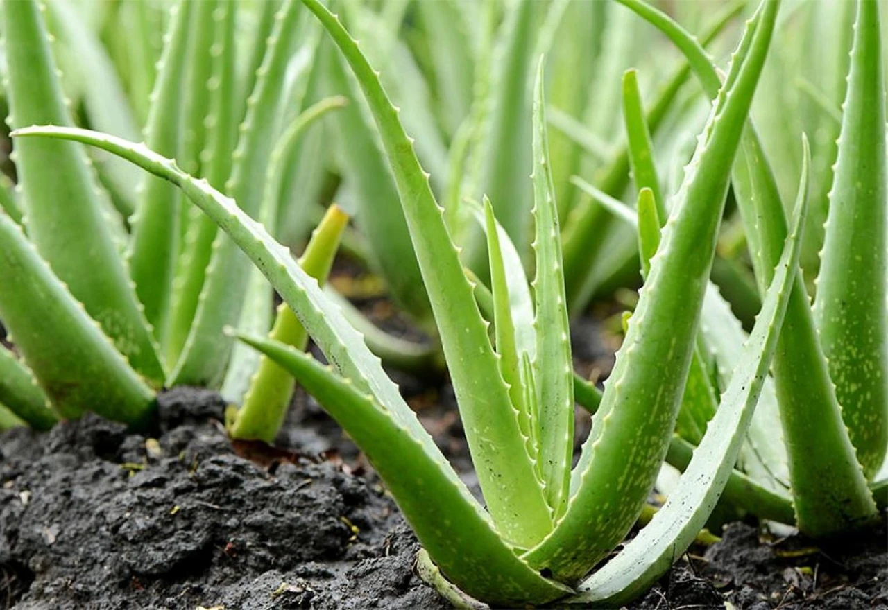 Ljekovita aloe vera: Evo zašto ju treba imati svaki dom