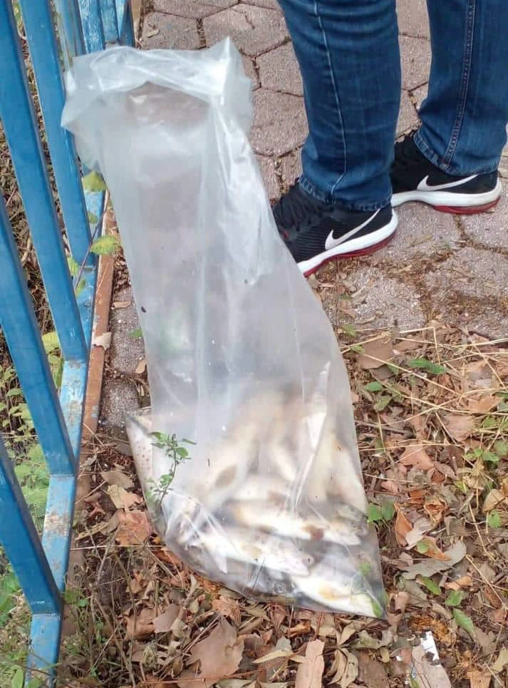 Novi pomor ribe u Radobolji