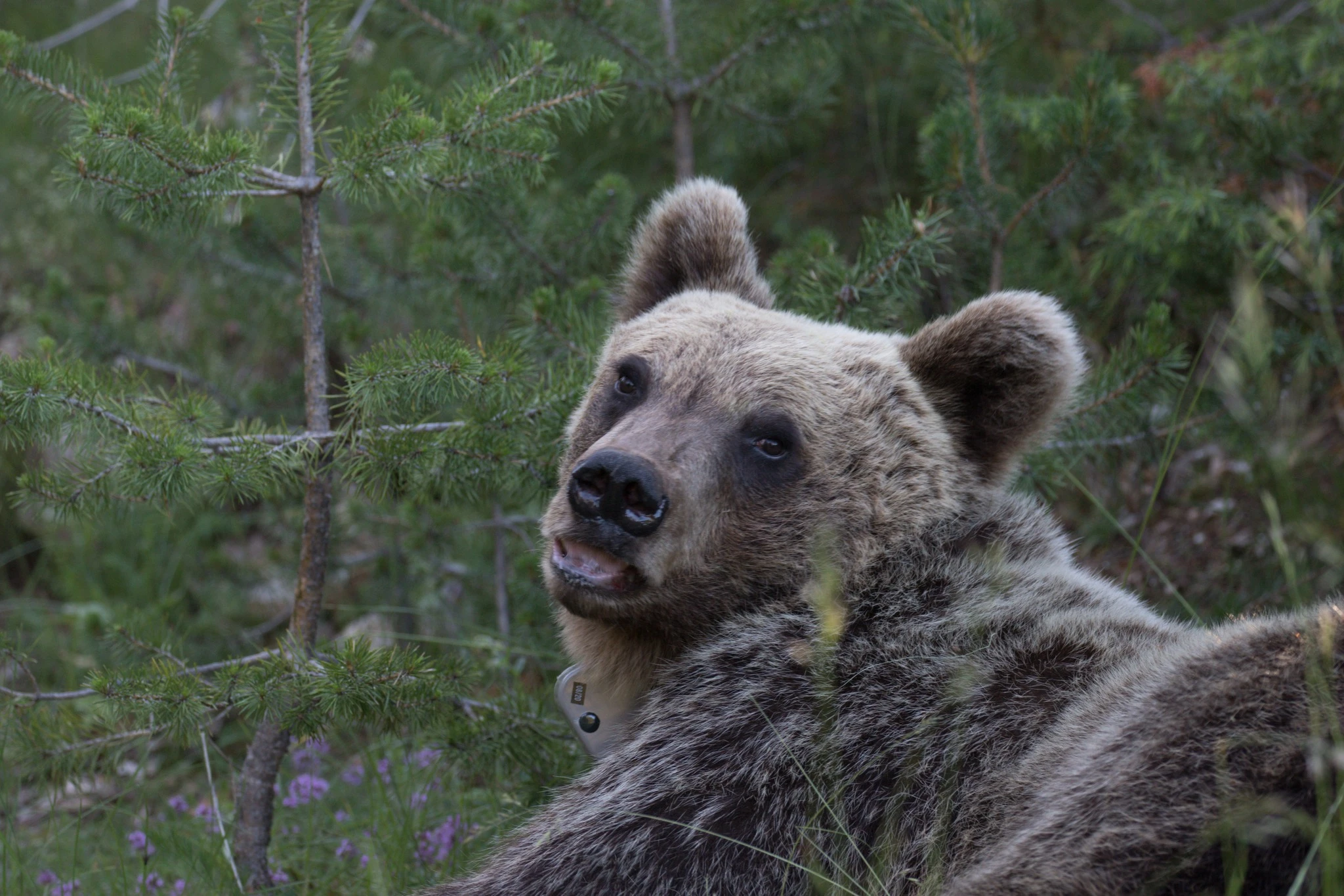 U sklopu projekta Bear in Mind obilježen medvjed Mijat