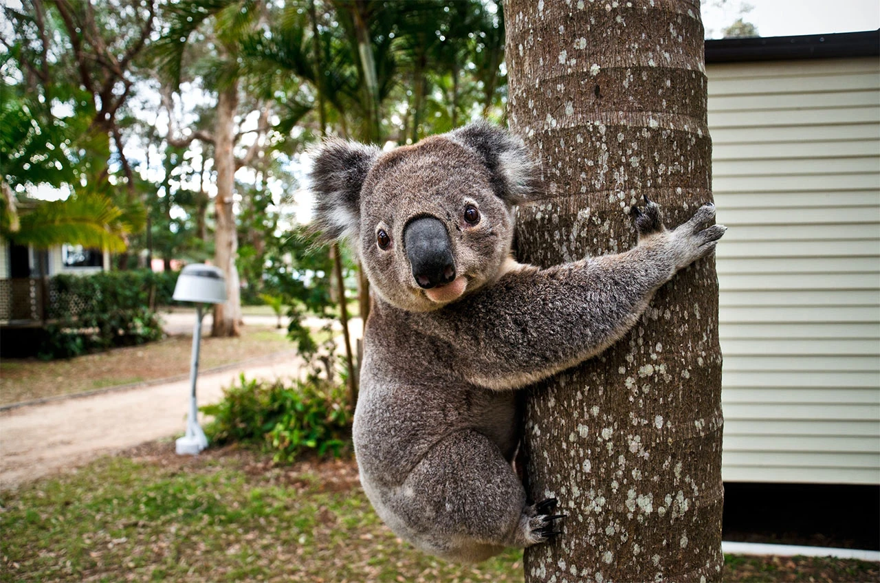 Australija: 35 milijuna dolara za zaštitu koala