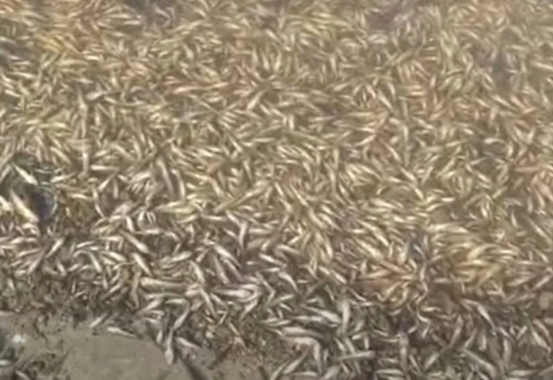 VIDEO| Španjolsko more izbacilo na tone mrtvih riba