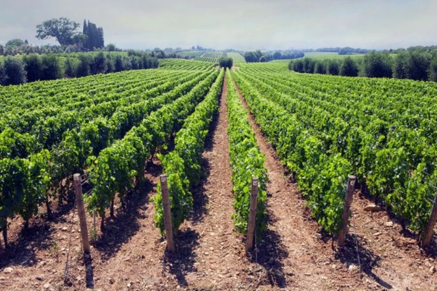 Preporuka vinogradarima za zaštitu vinograda