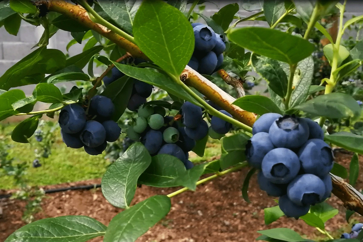 Borovnica iz Bihaća osvaja domaće tržište