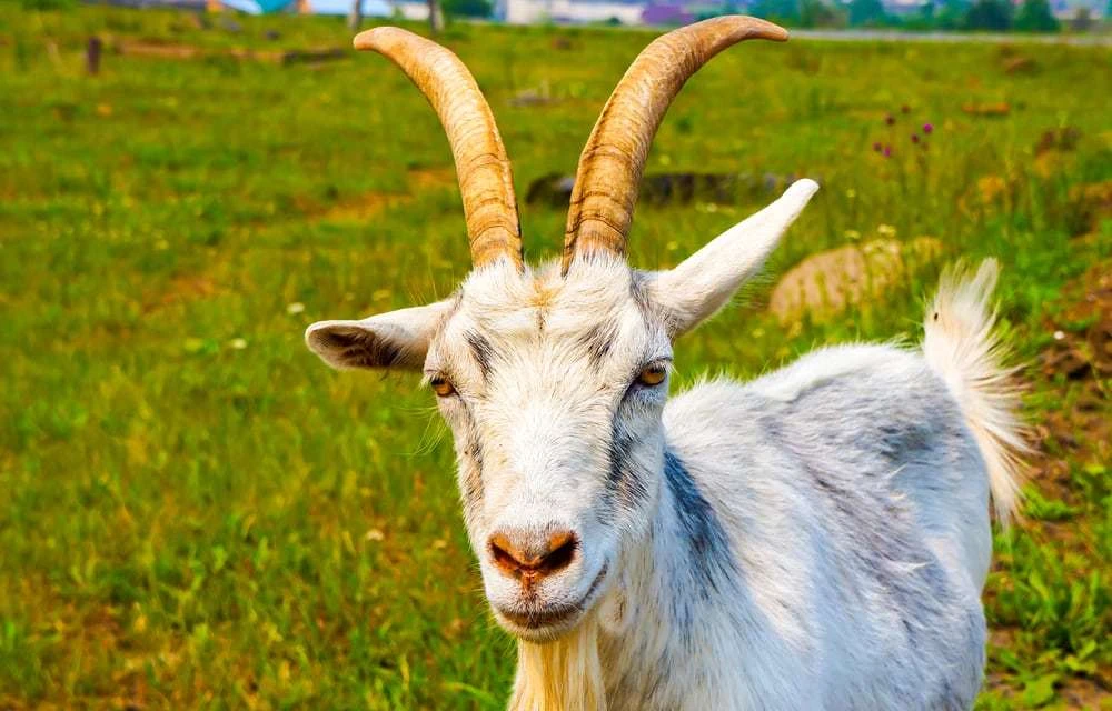Farmeri zapadne Hercegovine priliku vidjeli u kozarstvu