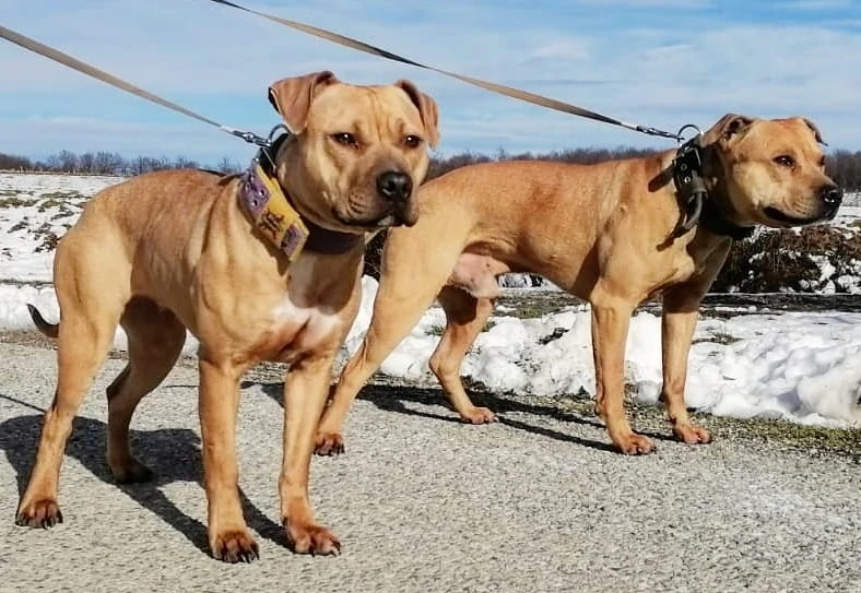 Pit bull nije monstrum, on je veseo i britak pas 