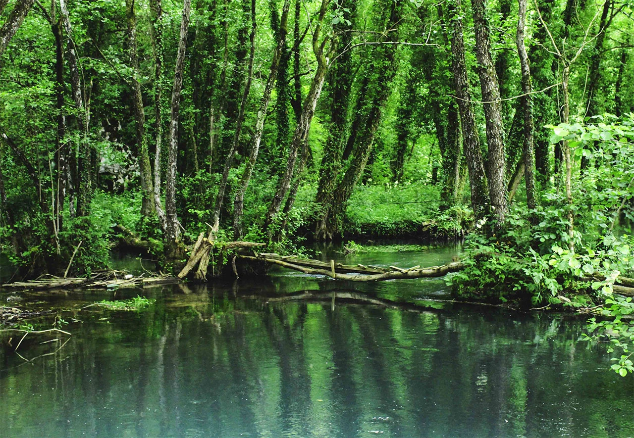 Prašuma Janj kod Šipova čeka glas UNESCO-a