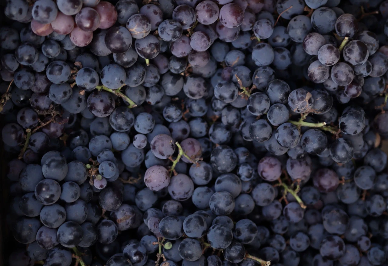 Pandemija utjecala i na vinare: U podrumima višak vina