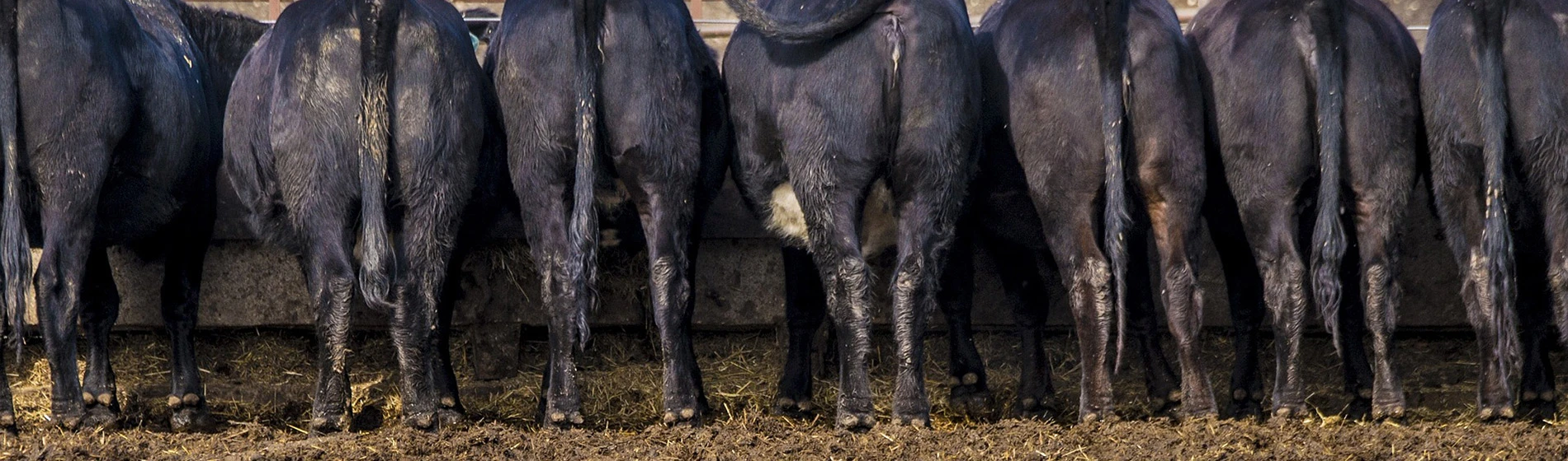 Rezanje plaća: Bilo jednom jedno obećanje