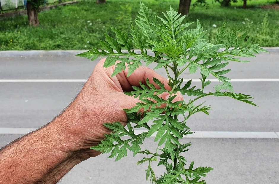 INZ: Doba je rasta ambrozije, zaustavimo je na vrijeme