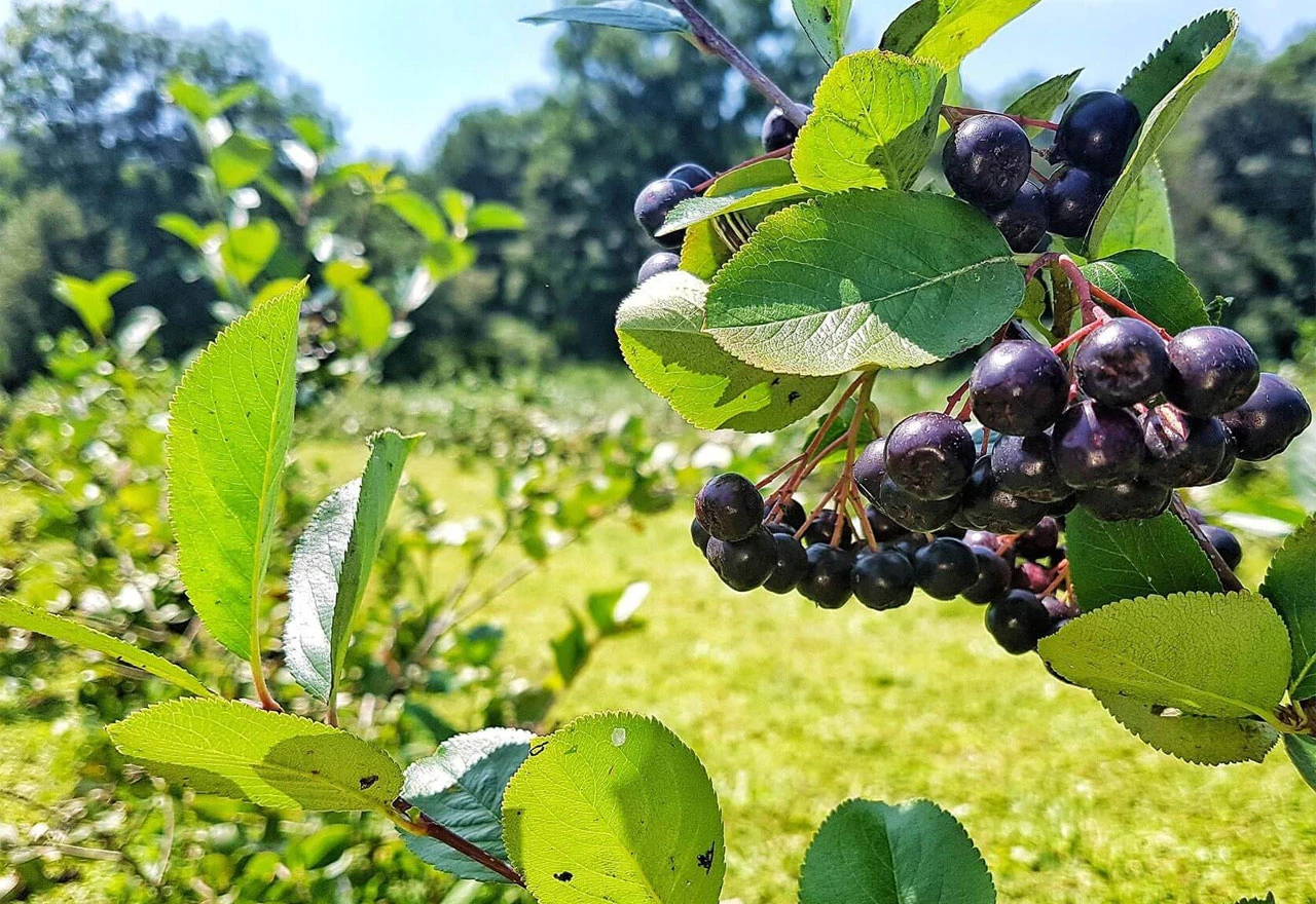 Posušje: Prije sedam godina imao je 200 sadnica, sada 1.500