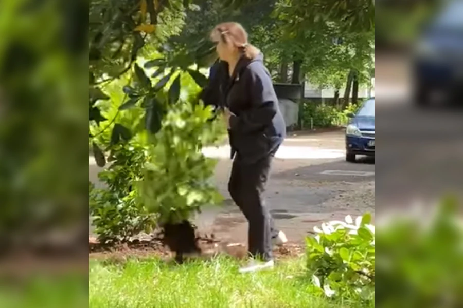 VIDEO | Mostarka čupa sadnice