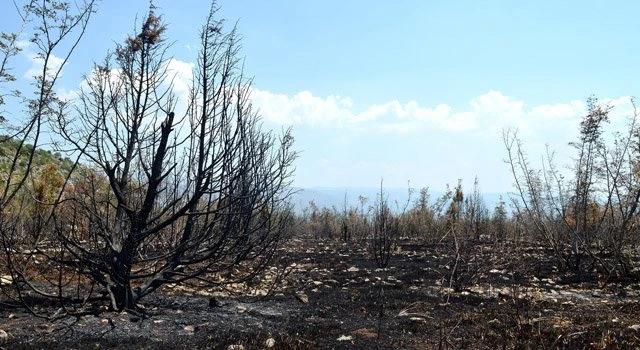 Požar iz BiH širi se prema Hrvatskoj