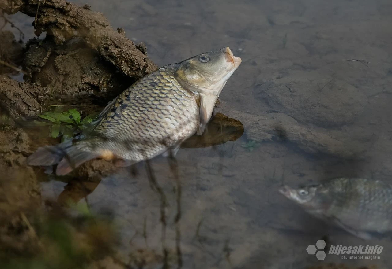 Mini hidrocentrala prouzokovala pomor ribe u Lašvi