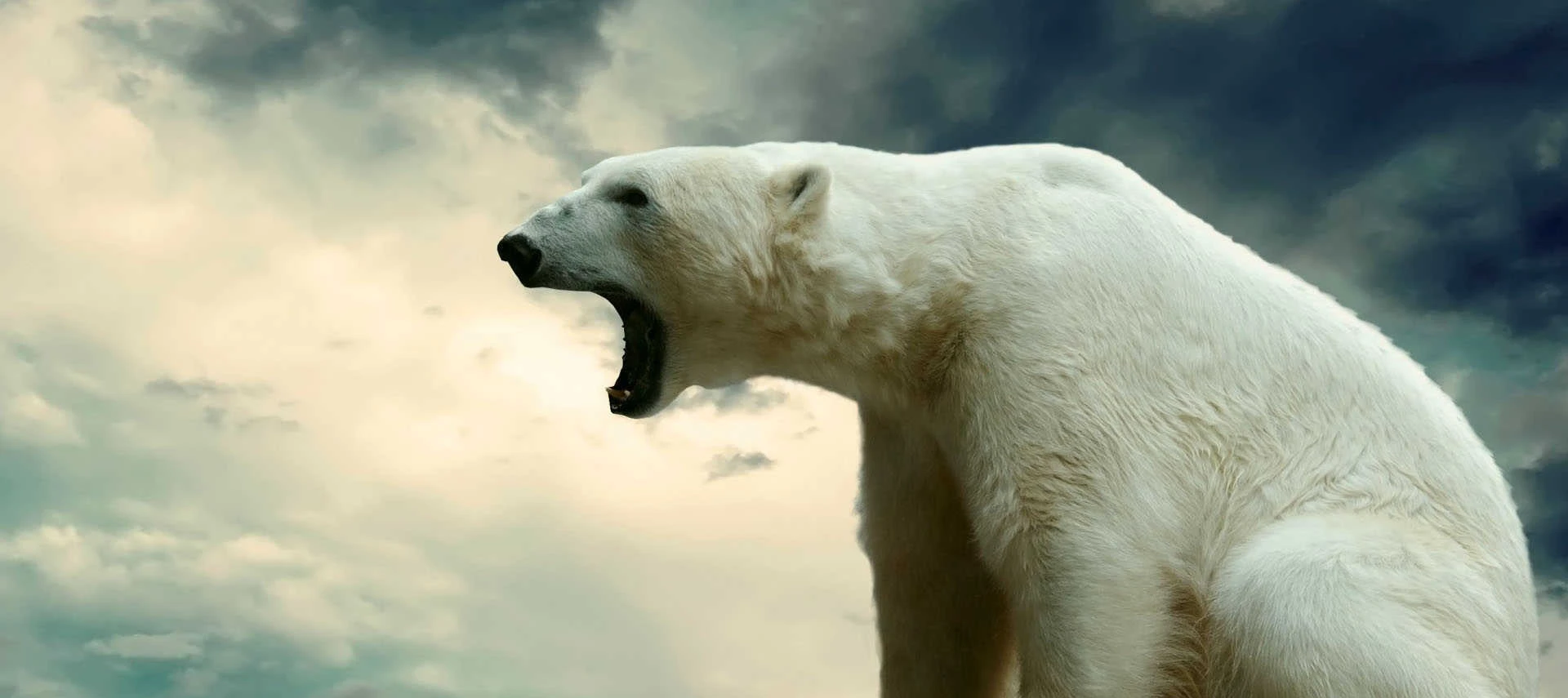 Među polarnim medvjedima uočeno sve više kanibalizma