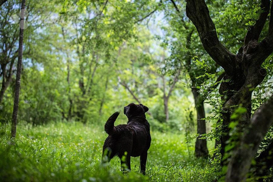 Zašto bi baš pas bio idealan kućni ljubimac?