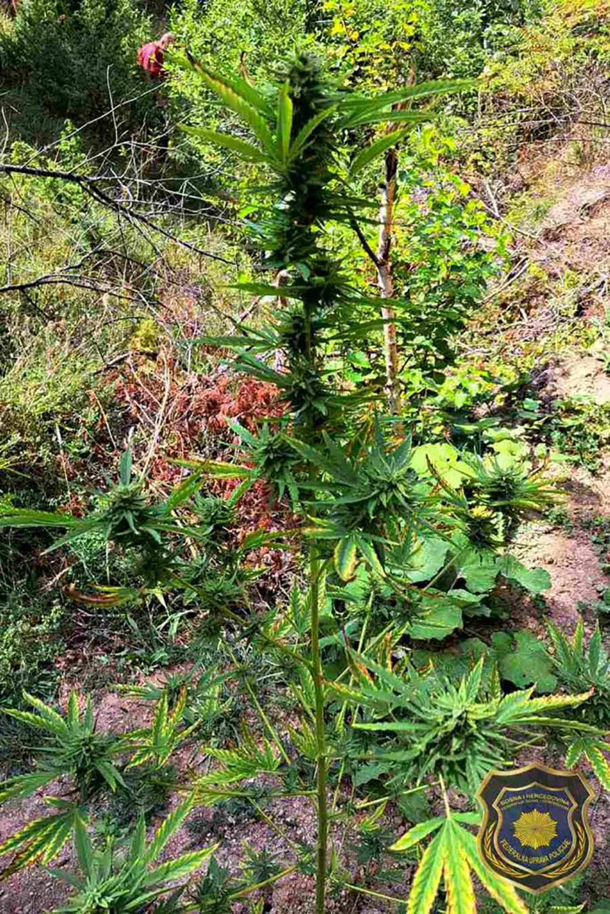 Dvije osobe iz Konjica lišene slobode, pronađena plantaža sa 45 stabljika Cannabisa