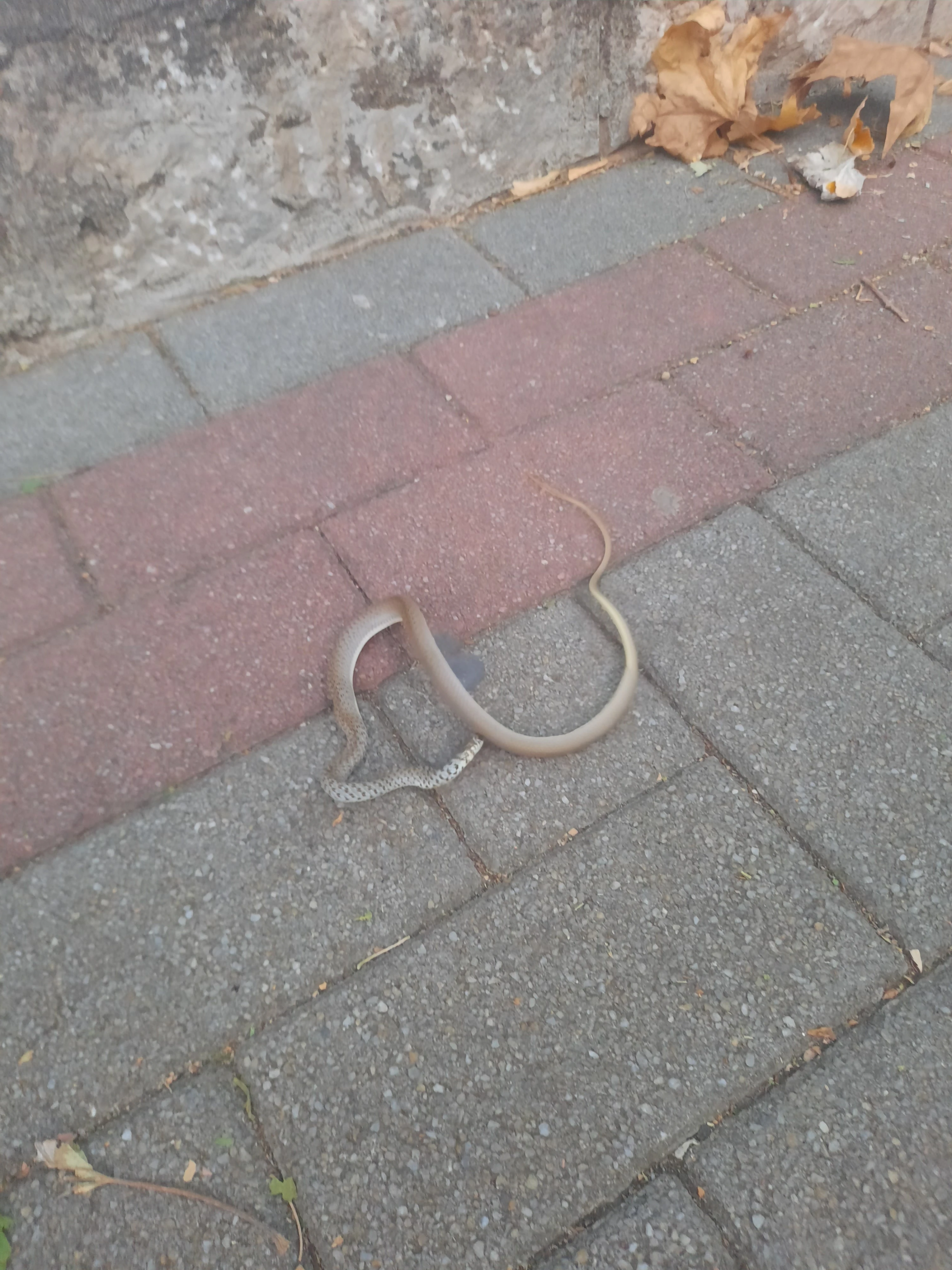 Zmija na Aveniji - budite oprezni