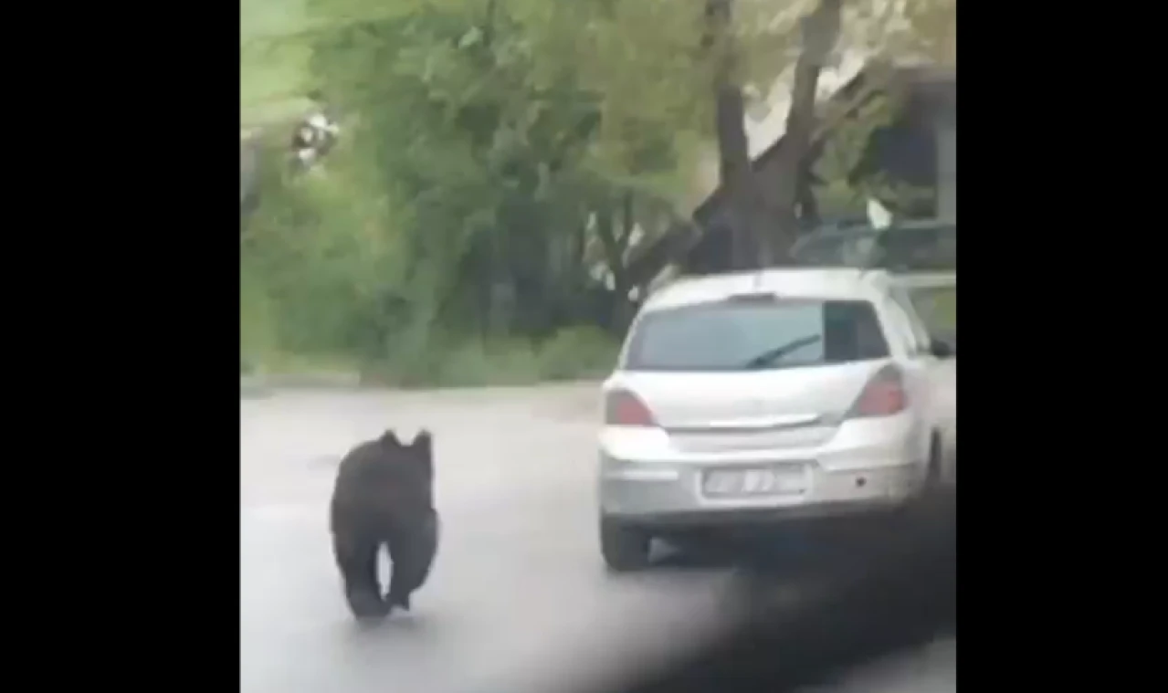 Medvjed na ulicama Sarajeva: Ugrozili smo ih!
