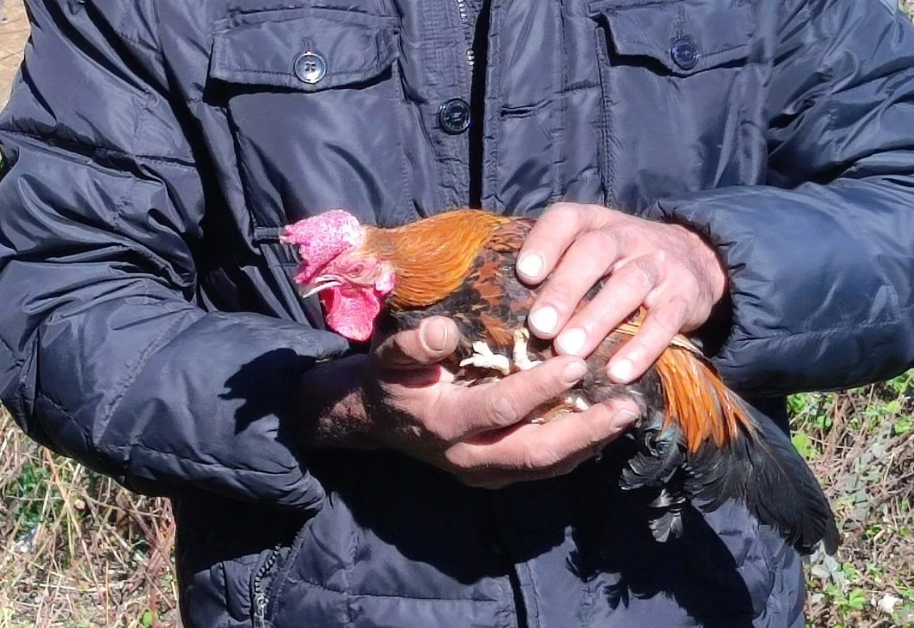 Najstariji pijetao na svijetu živi u Dalmaciji? 