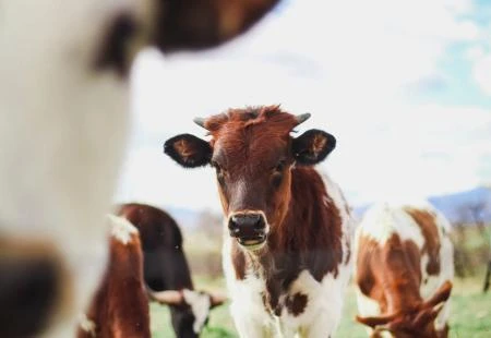Dok trgovci kupe kajmak, farme se zatvaraju