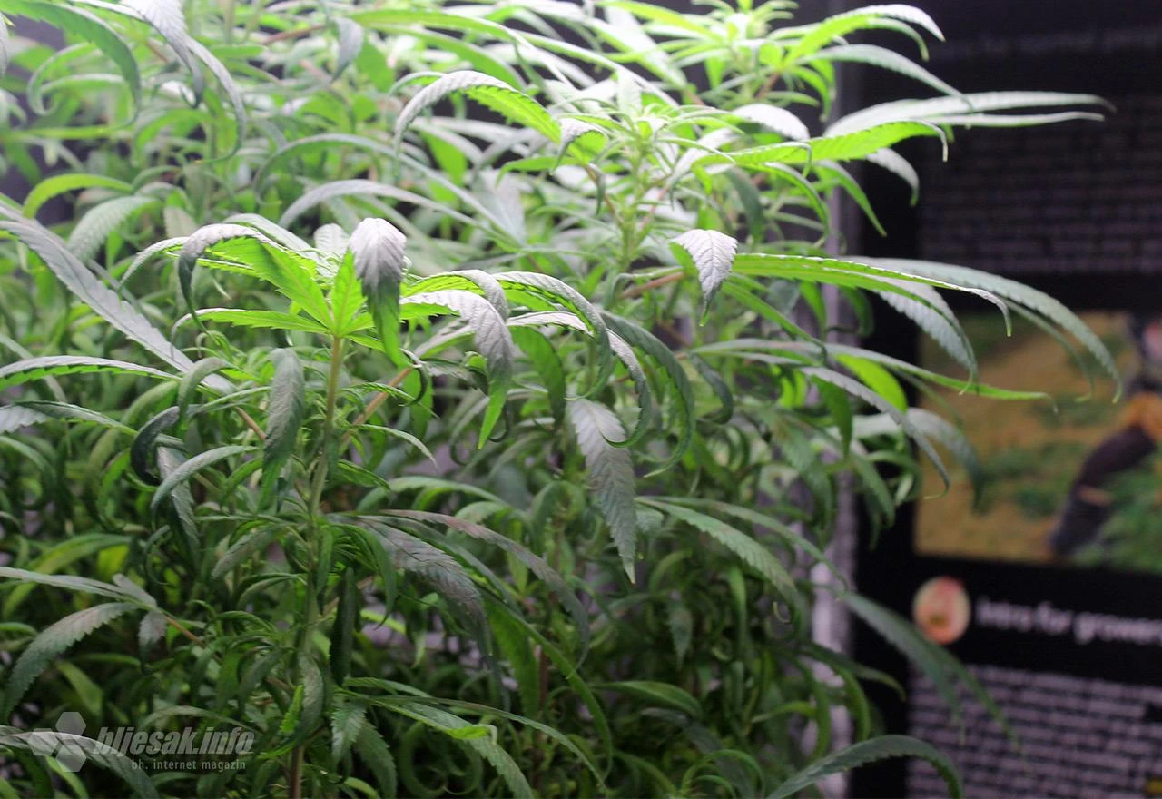 Bavarska poziva EU da blokira legalizaciju kanabisa u Njemačkoj