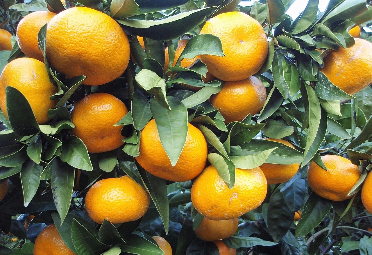 Berači mandarina u panici - nedostaje radnika i iz BiH jer su otišli u EU