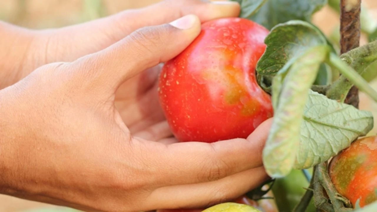 Kako će Konjic brendirati i zaštiti poljoprivredne proizvode