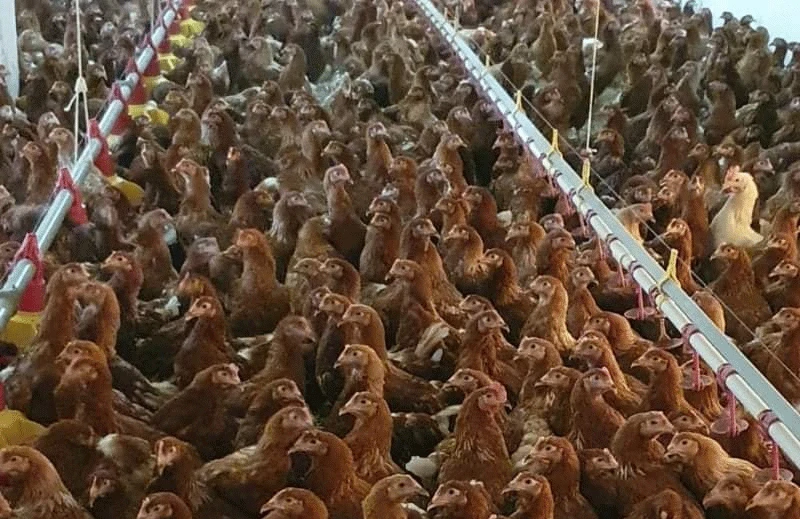 Nema prodaje koka nosilja: Stranica "SDA Konjic'' zlorabljena?