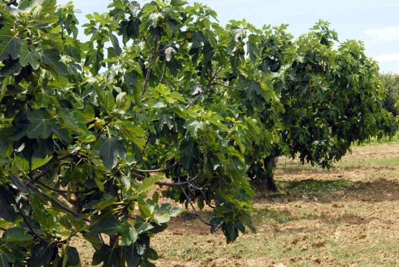 Trebinje: Posao za žene na plantažama maslina i smokava