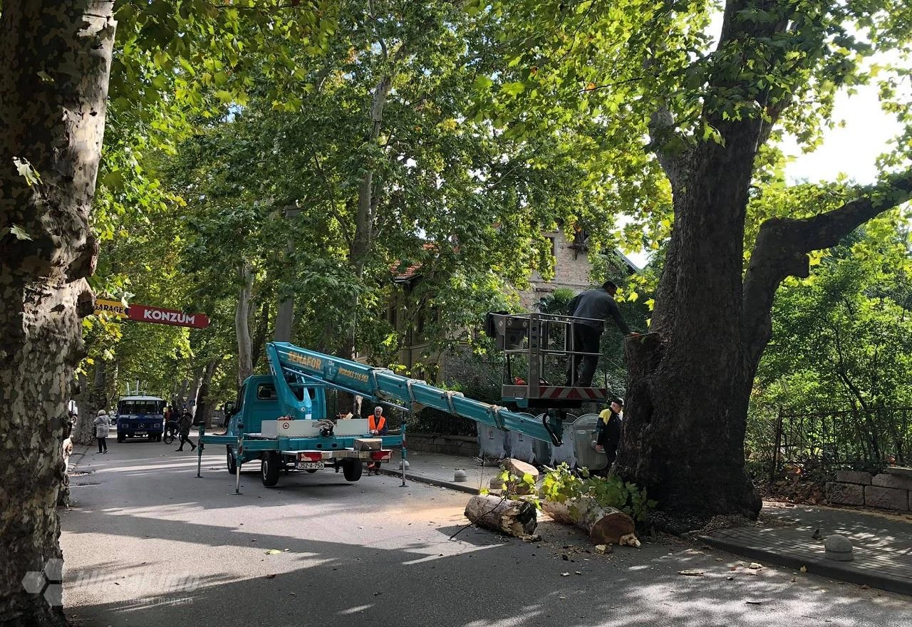 Konzervacija i sanacija: Planira se temeljita obnova aleje platana u Mostaru