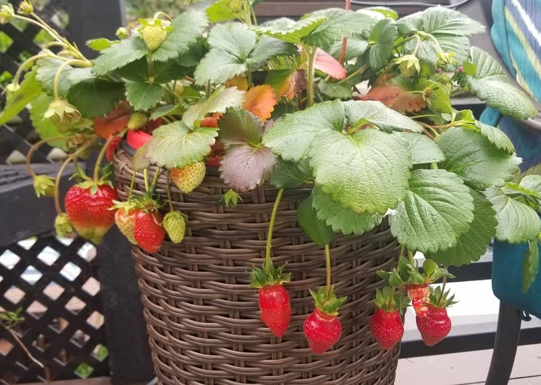 Voće koje je savršeno za sadnju na balkonu