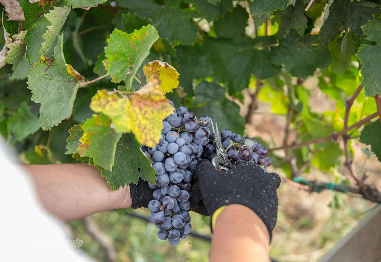 Vraća se uzgoj vinove loze: Plantaža dodijeljena na korištenje ljubuškim vinarima
