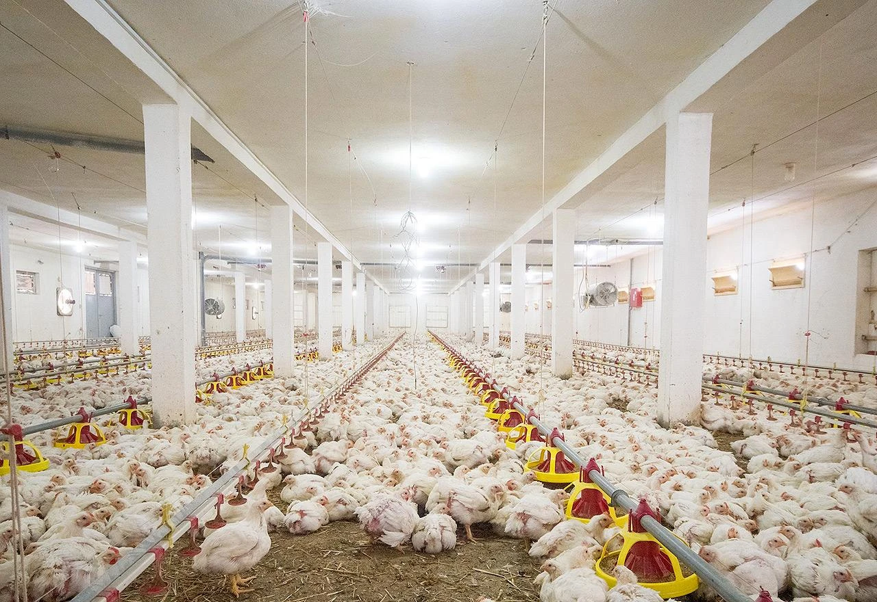 Ptičja gripa u Mađarskoj, naređeno klanje još 100.000 peradi